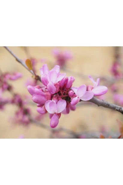 Квіти Cercis siliquastrum 